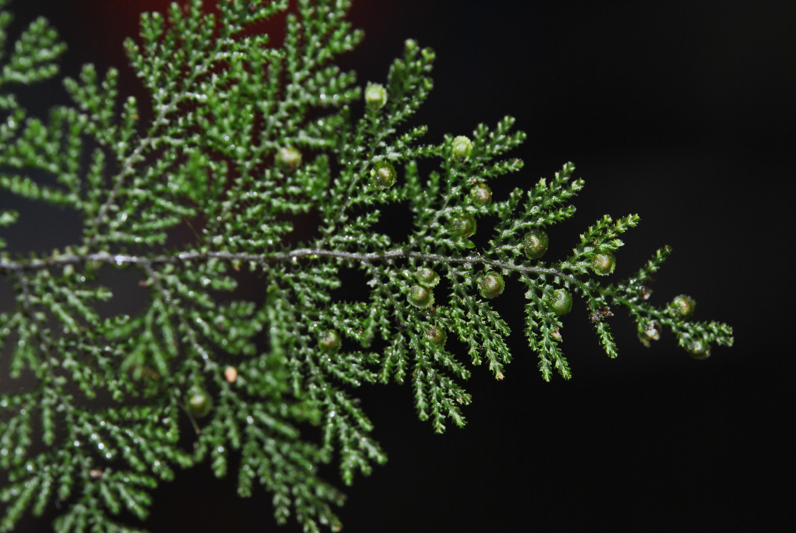 Hymenophyllum acanthoides