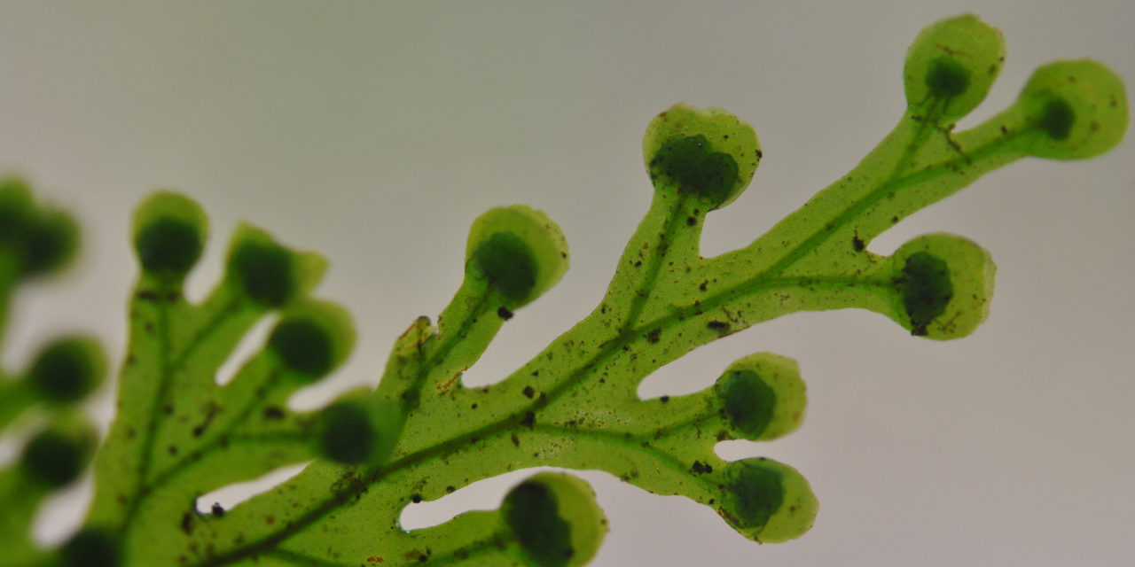 Hymenophyllum imbricatum