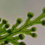 Hymenophyllum imbricatum