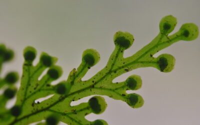 Hymenophyllum imbricatum