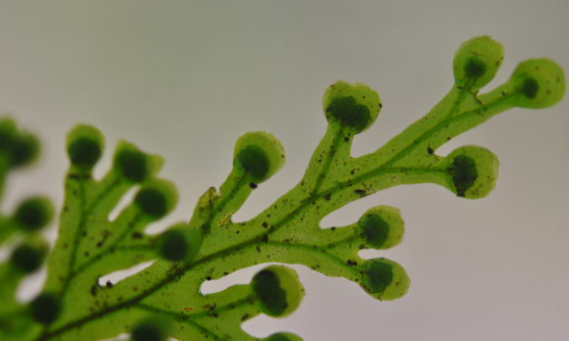 Hymenophyllum imbricatum