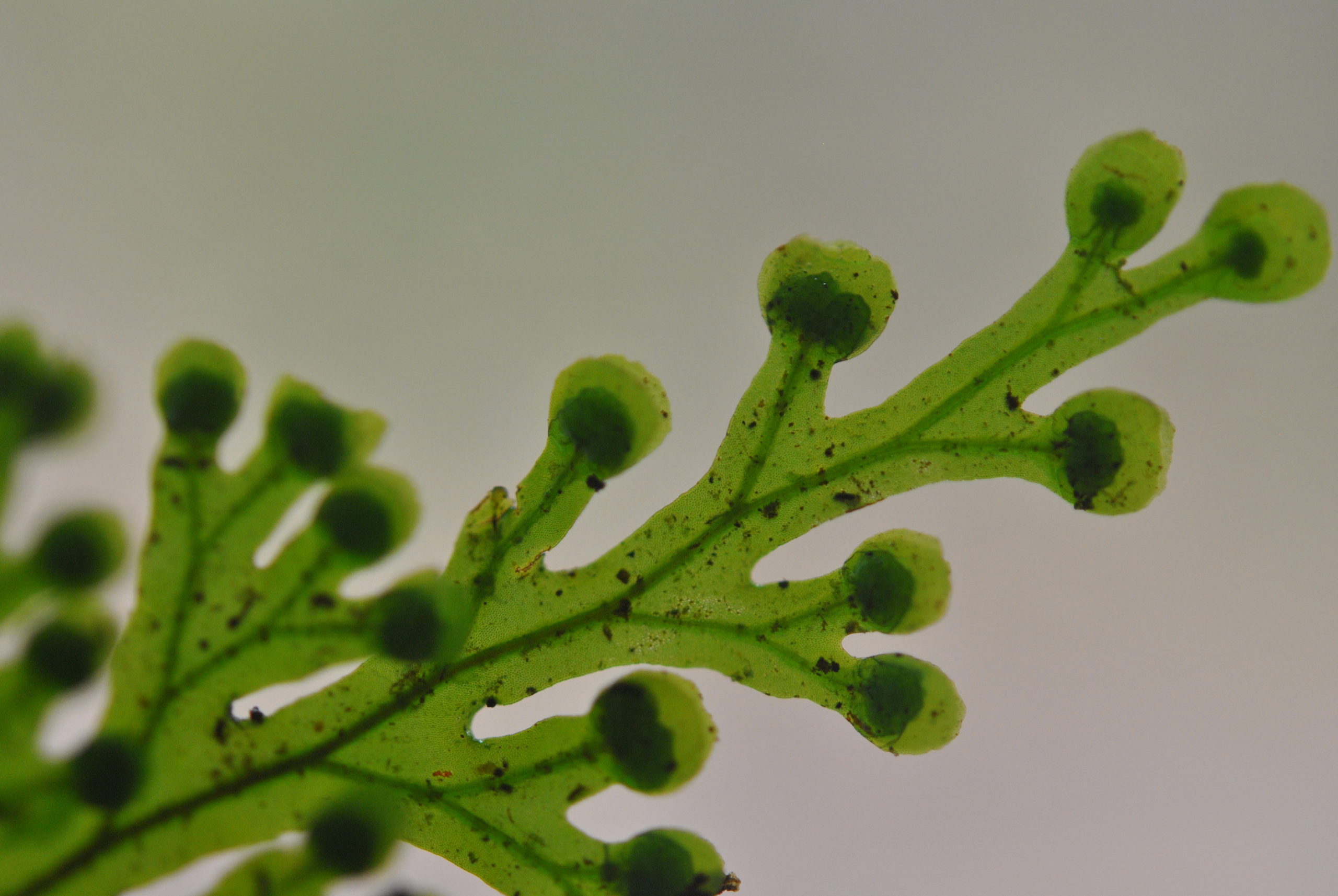 Hymenophyllum imbricatum