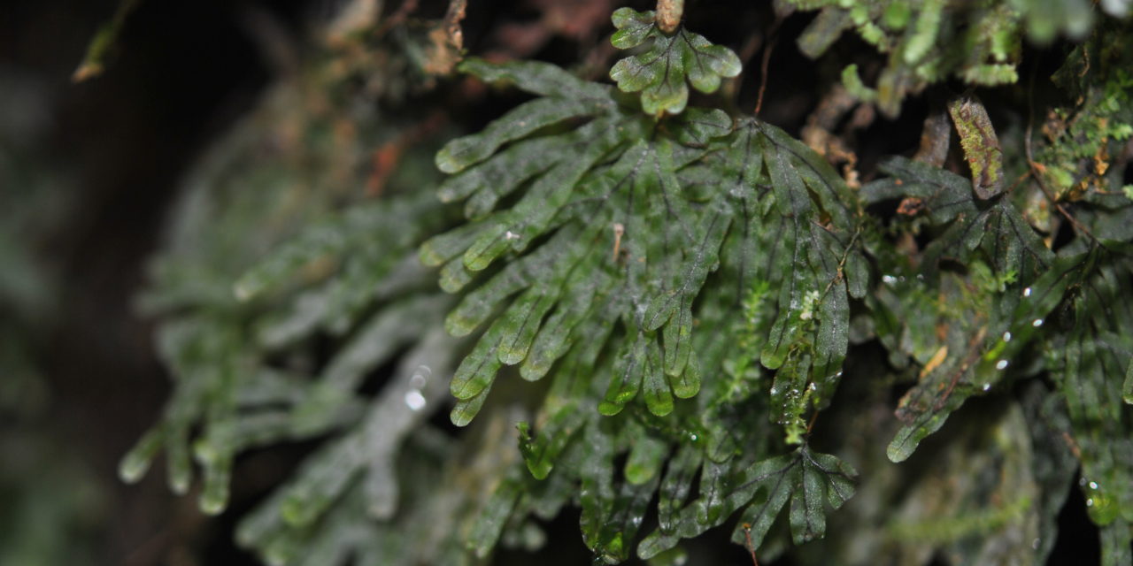 Hymenophyllum digitatum