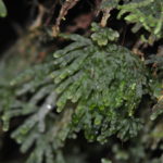Hymenophyllum digitatum