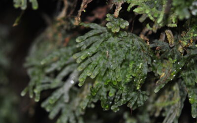 Hymenophyllum digitatum