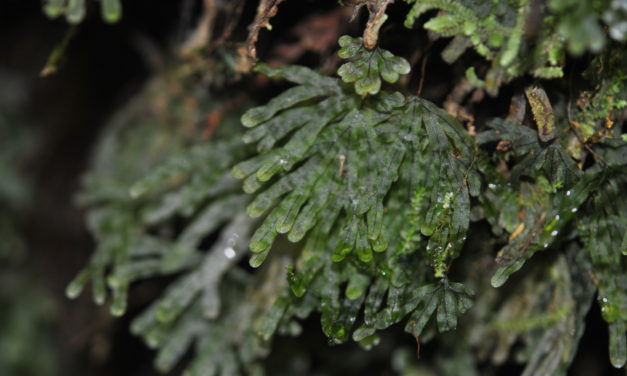 Hymenophyllum digitatum