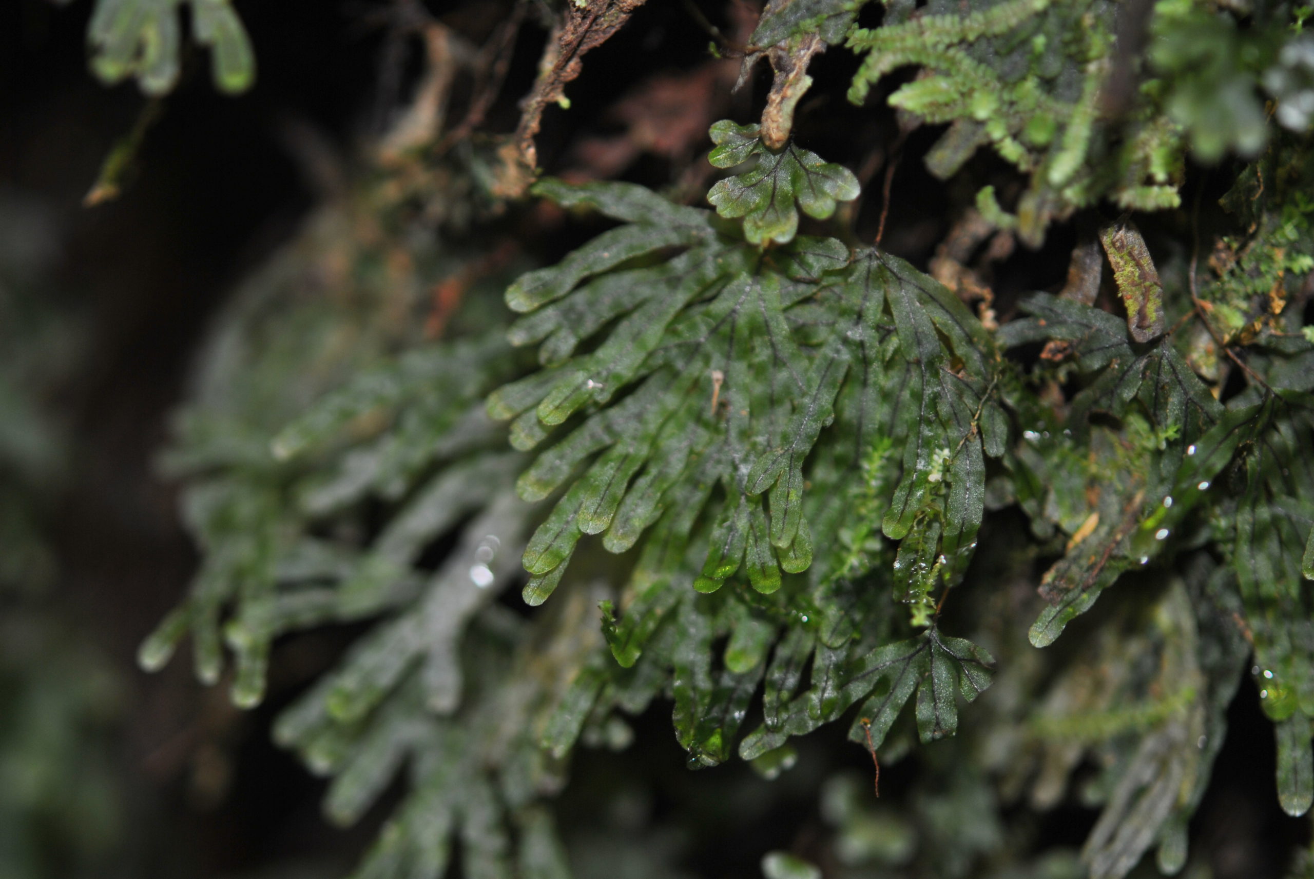 Hymenophyllum digitatum