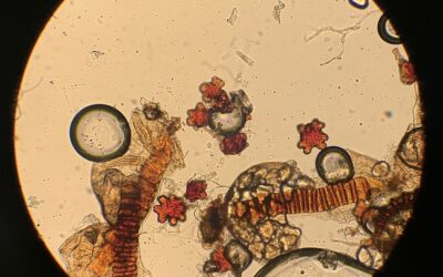 Antrophyum semicostatum var. marthae