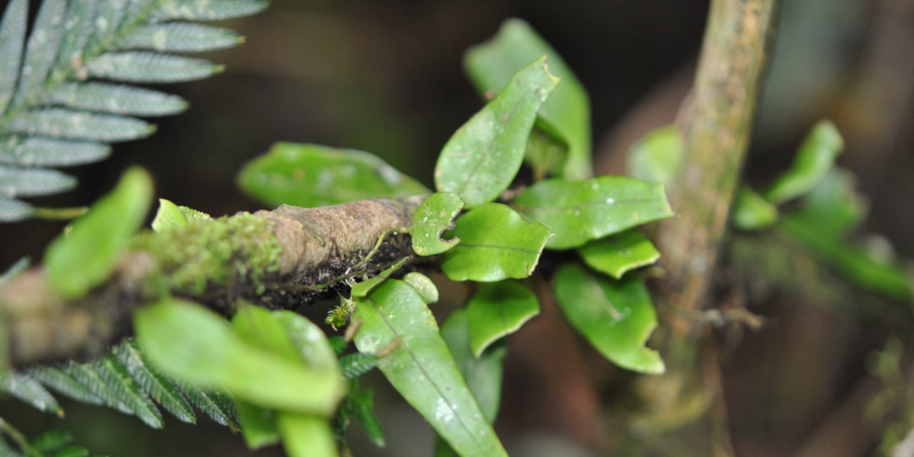 Lemmaphyllum accedens