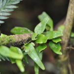 Lemmaphyllum accedens