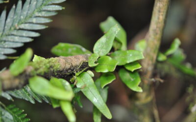 Lemmaphyllum accedens