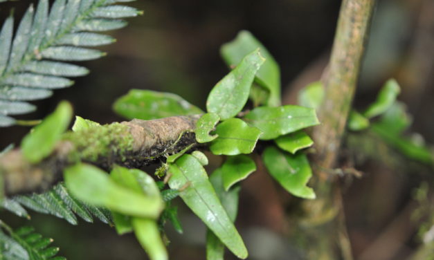 Lemmaphyllum accedens