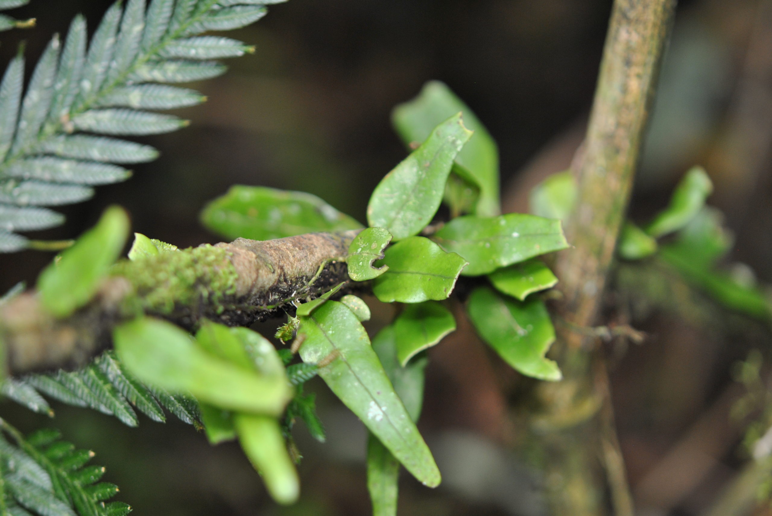 Lemmaphyllum accedens