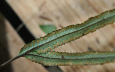 Davallia pentaphylla