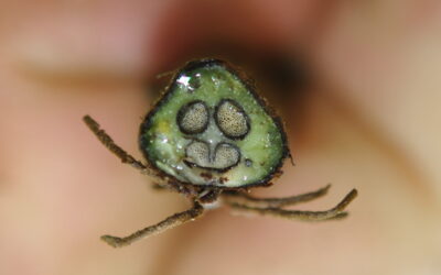 Lomagramma melanolepis