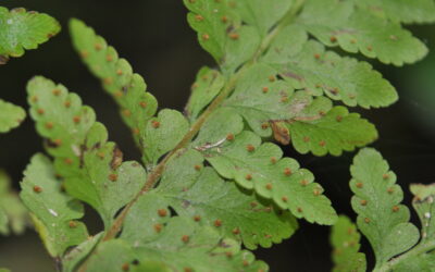 Microlepia speluncae