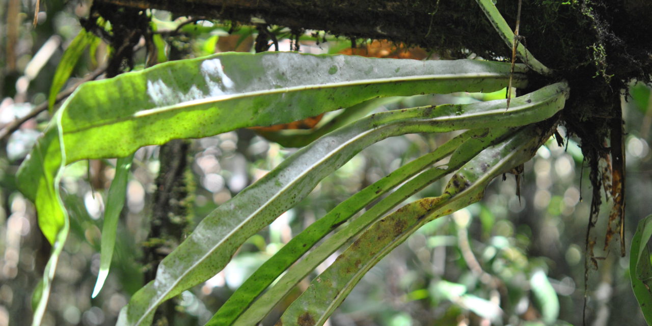 Microsorum glossophyllum