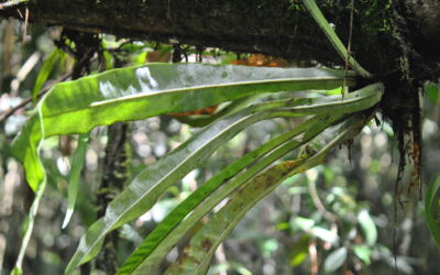 Microsorum glossophyllum