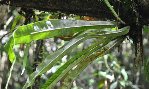 Microsorum glossophyllum