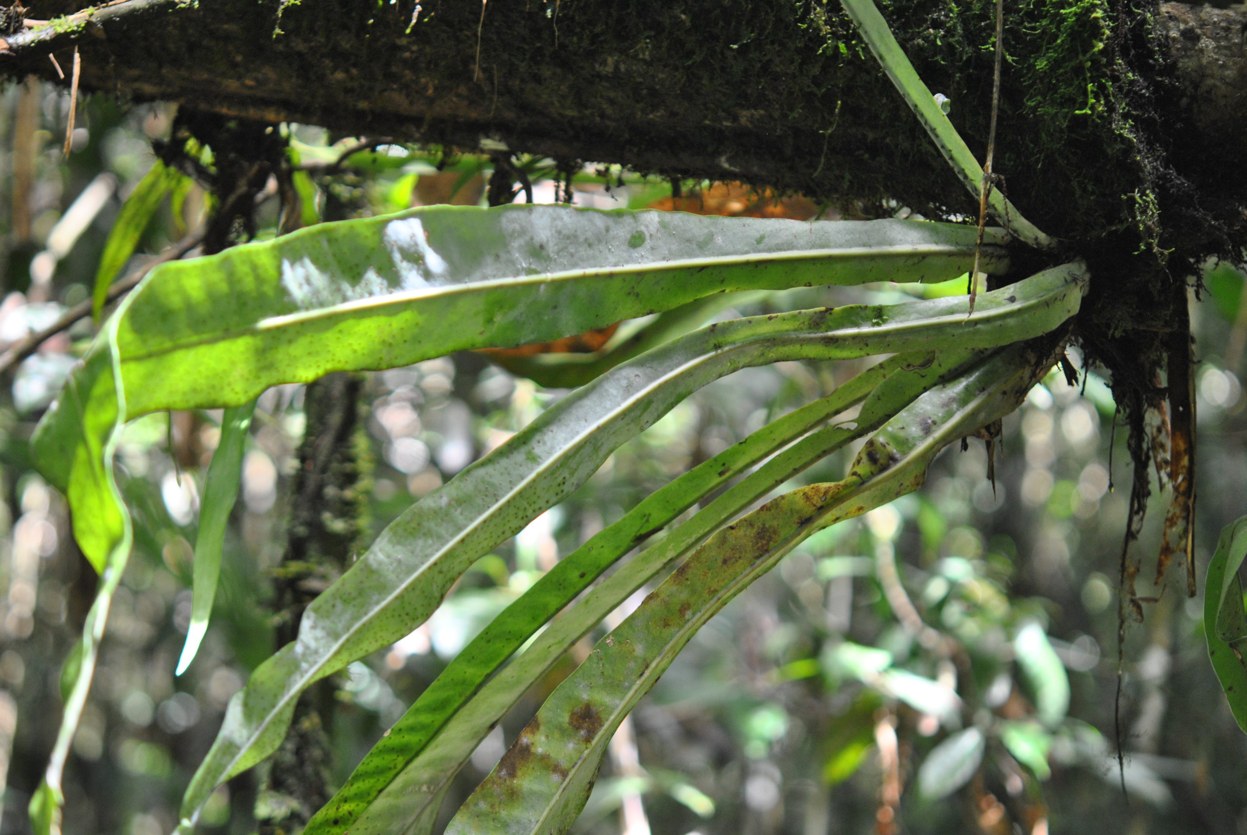 Microsorum glossophyllum