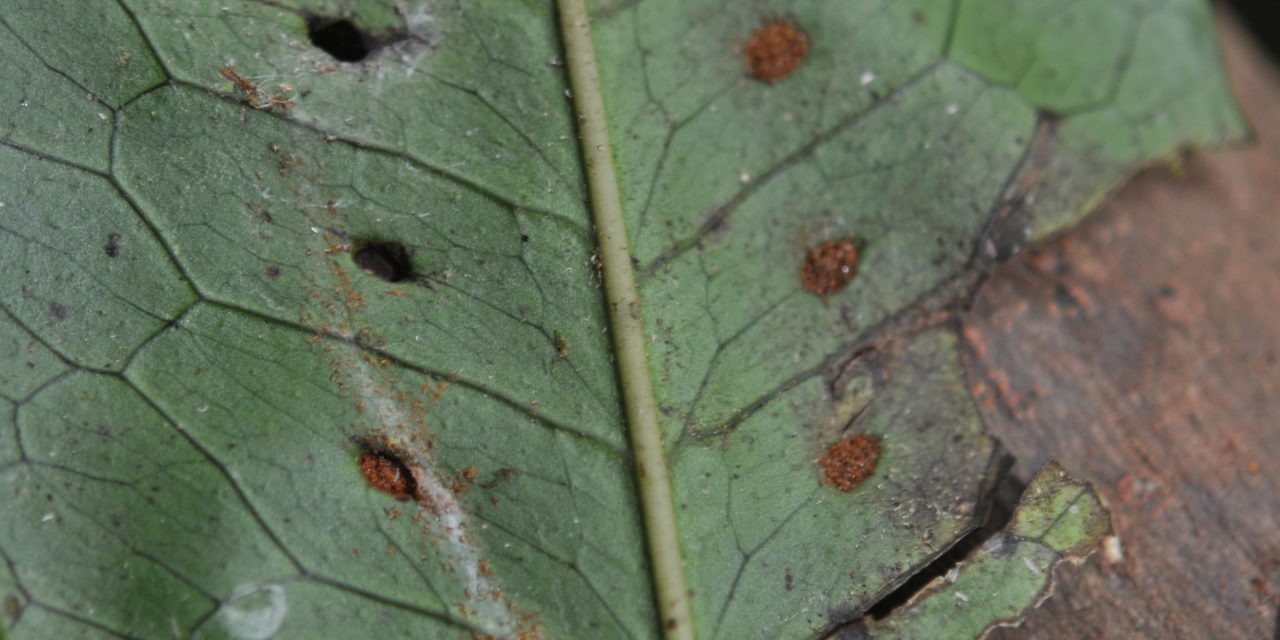 Microsorum membranifolium