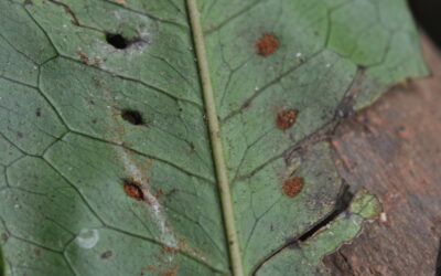 Microsorum membranifolium