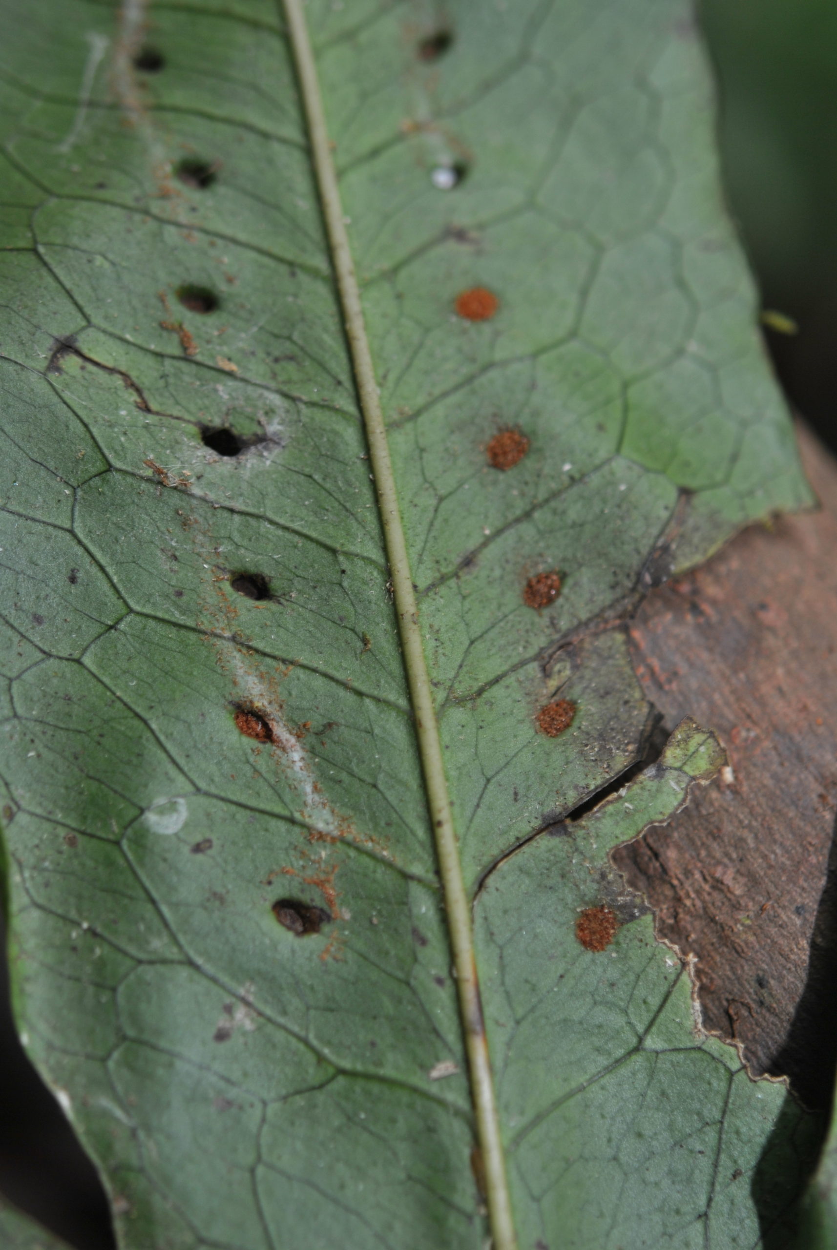 Microsorum membranifolium