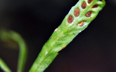 Oreogrammitis pleurogrammoides