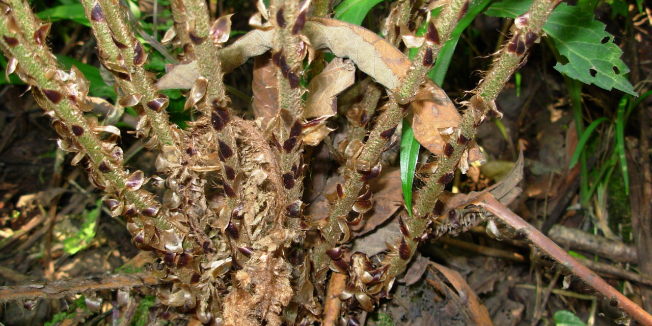 Polystichum piceopaleaceum