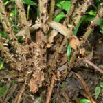 Polystichum piceopaleaceum