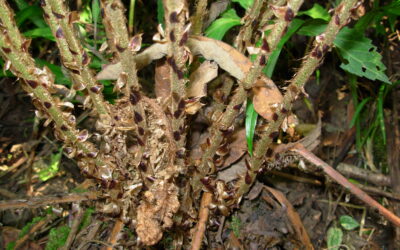 Polystichum piceopaleaceum