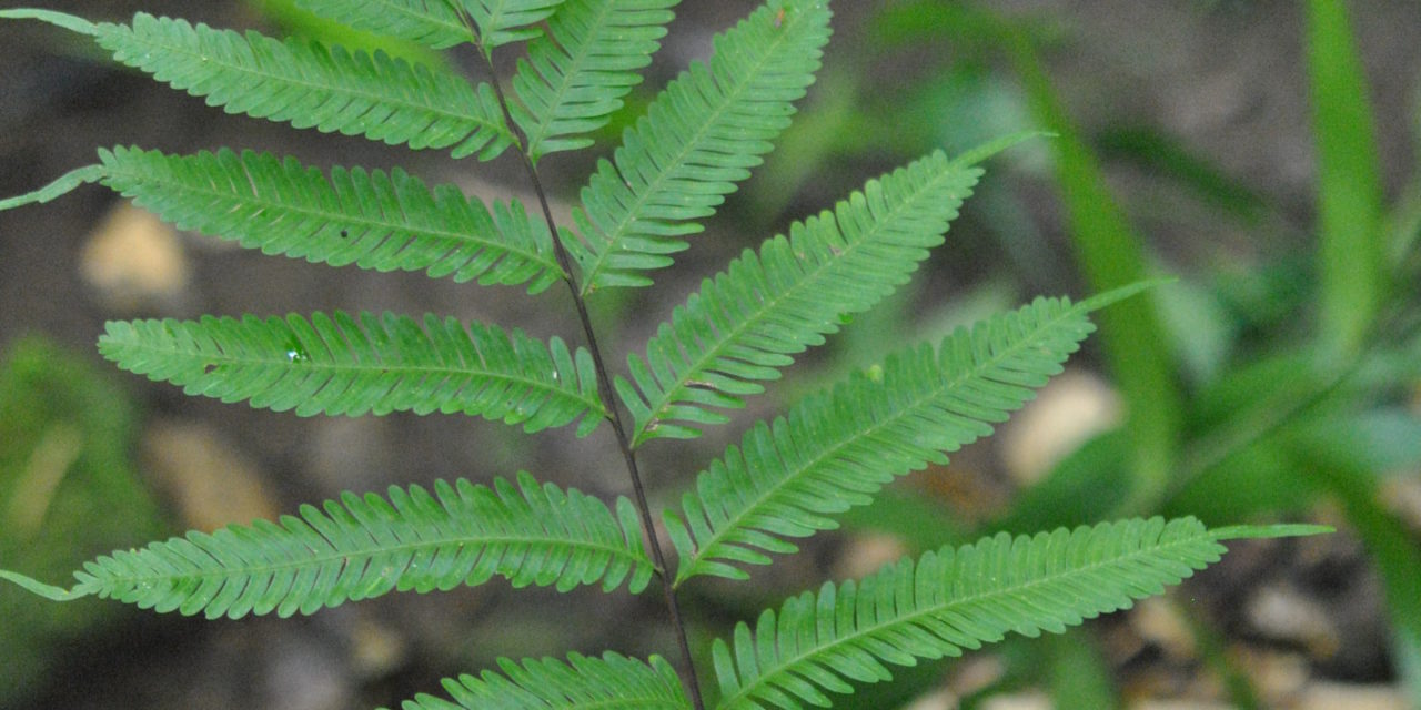 Pteris pacifica