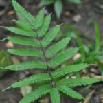 Pteris pacifica