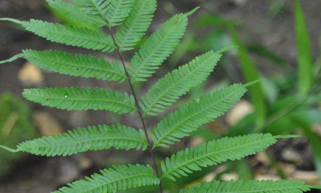 Pteris pacifica