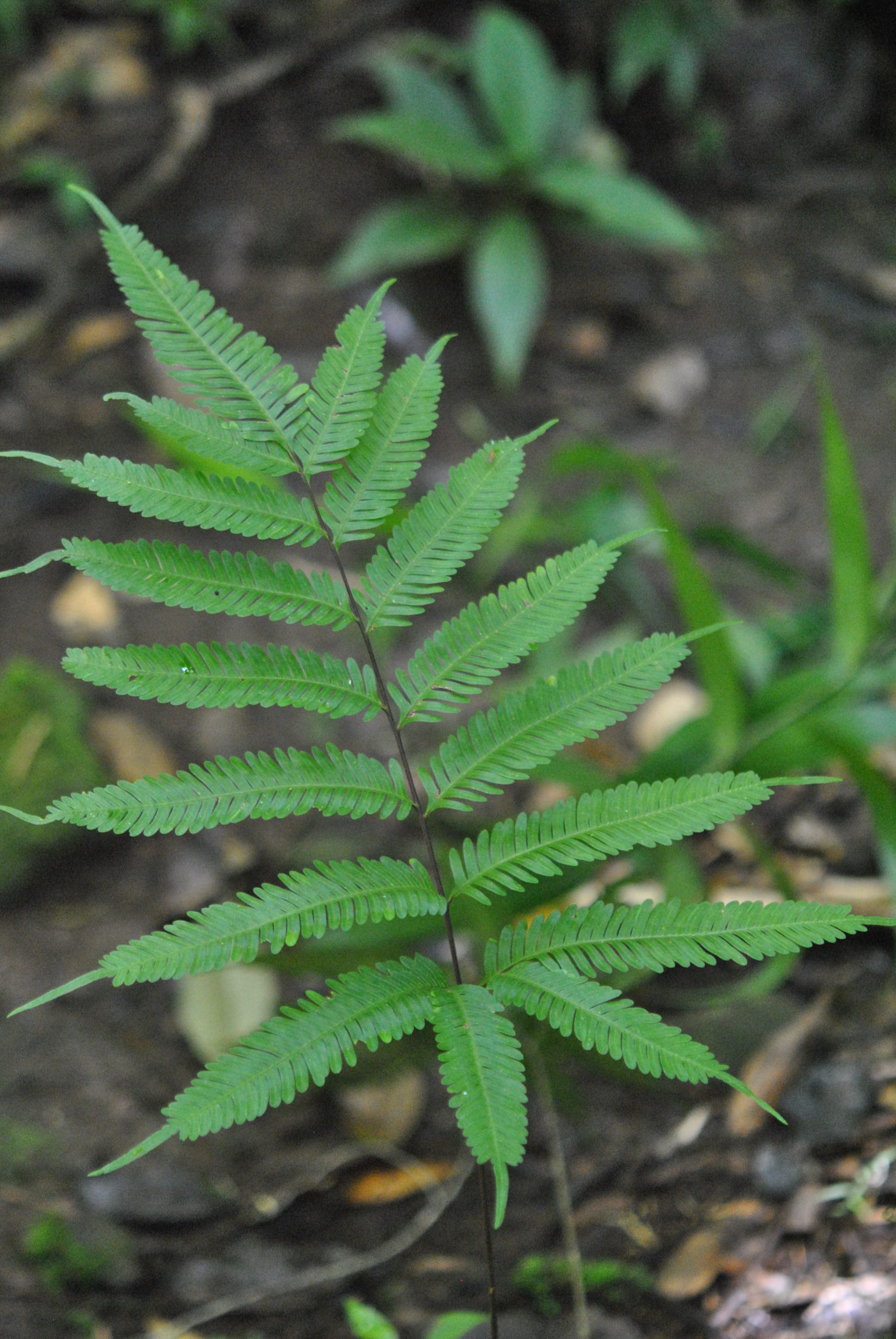 Pteris pacifica