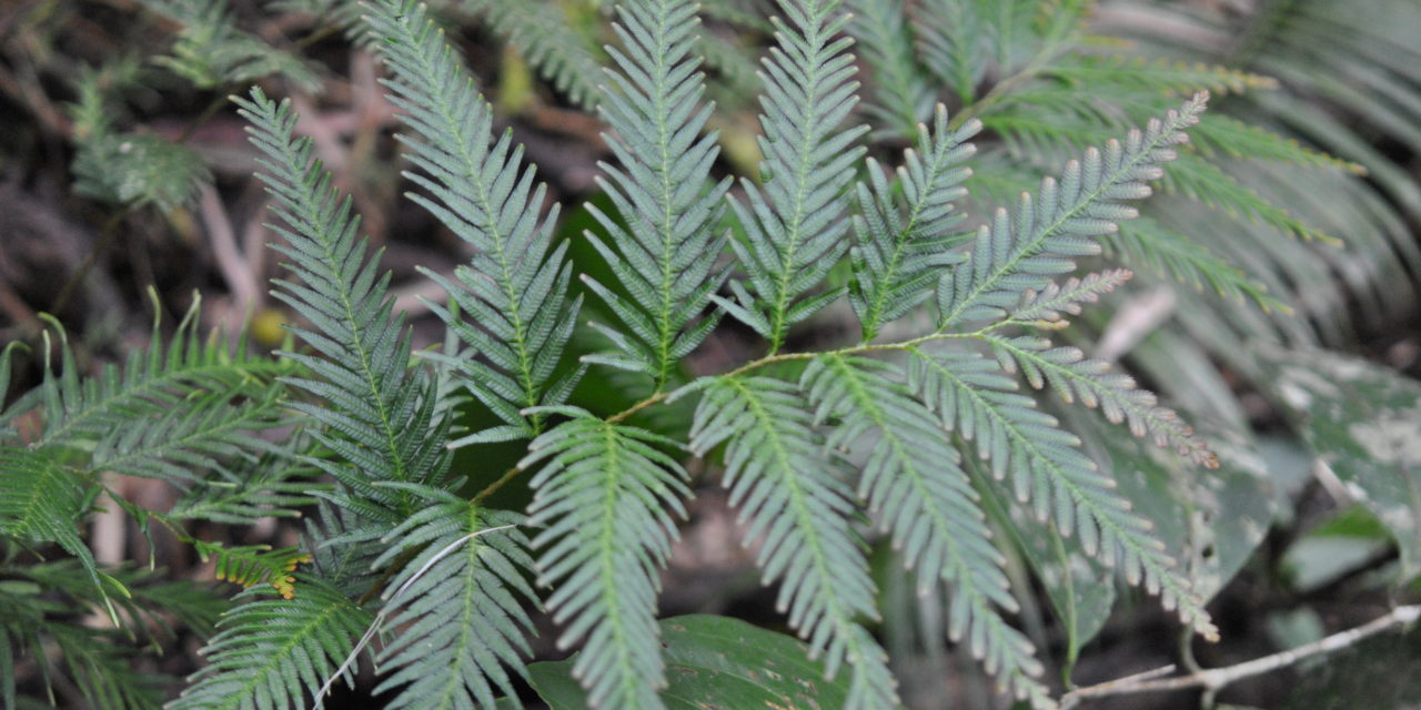 Selaginella velutina