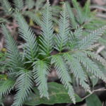 Selaginella velutina