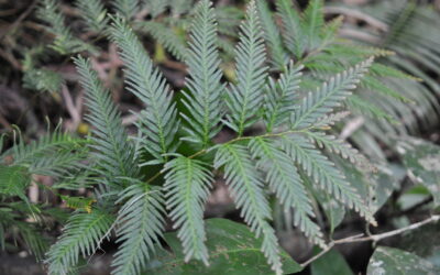 Selaginella velutina
