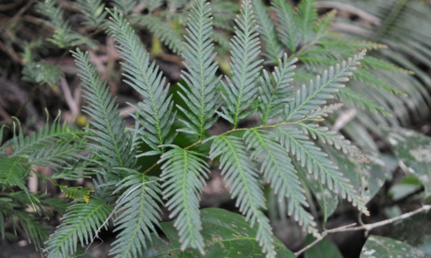 Selaginella velutina