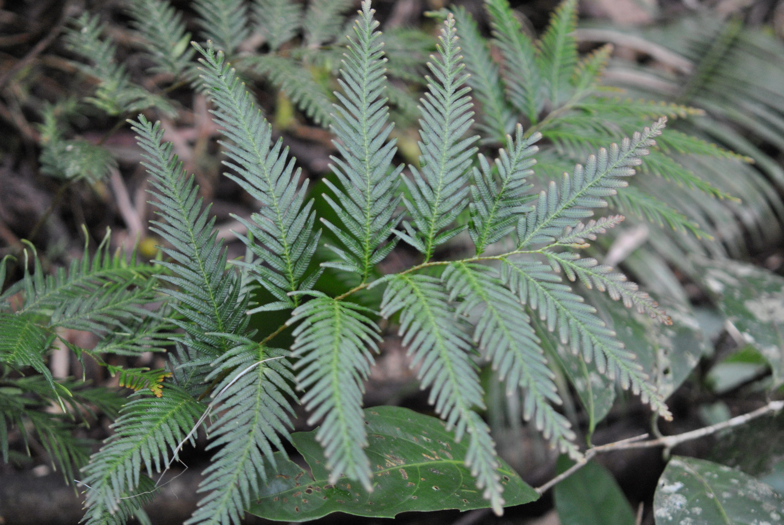 Selaginella velutina