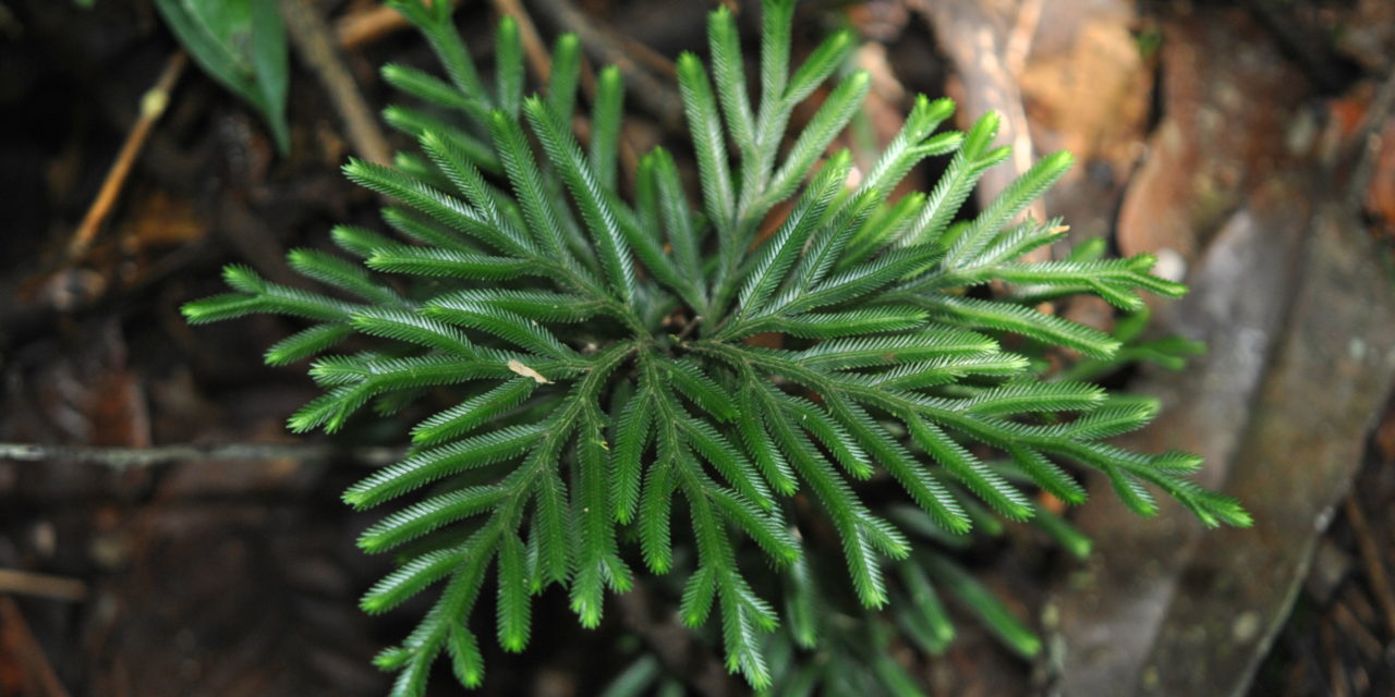 Selaginella cf. wariensis