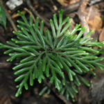 Selaginella cf. wariensis