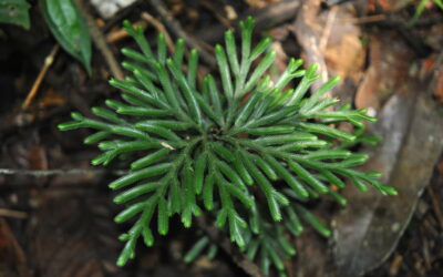Selaginella cf. wariensis