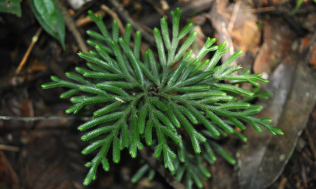 Selaginella cf. wariensis