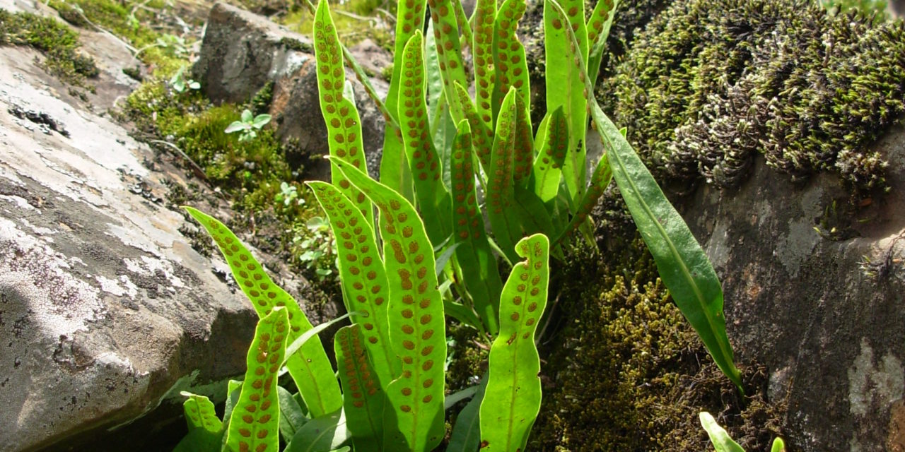 Lepisorus scolopendrium