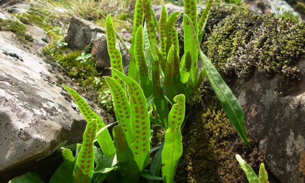 Lepisorus scolopendrium