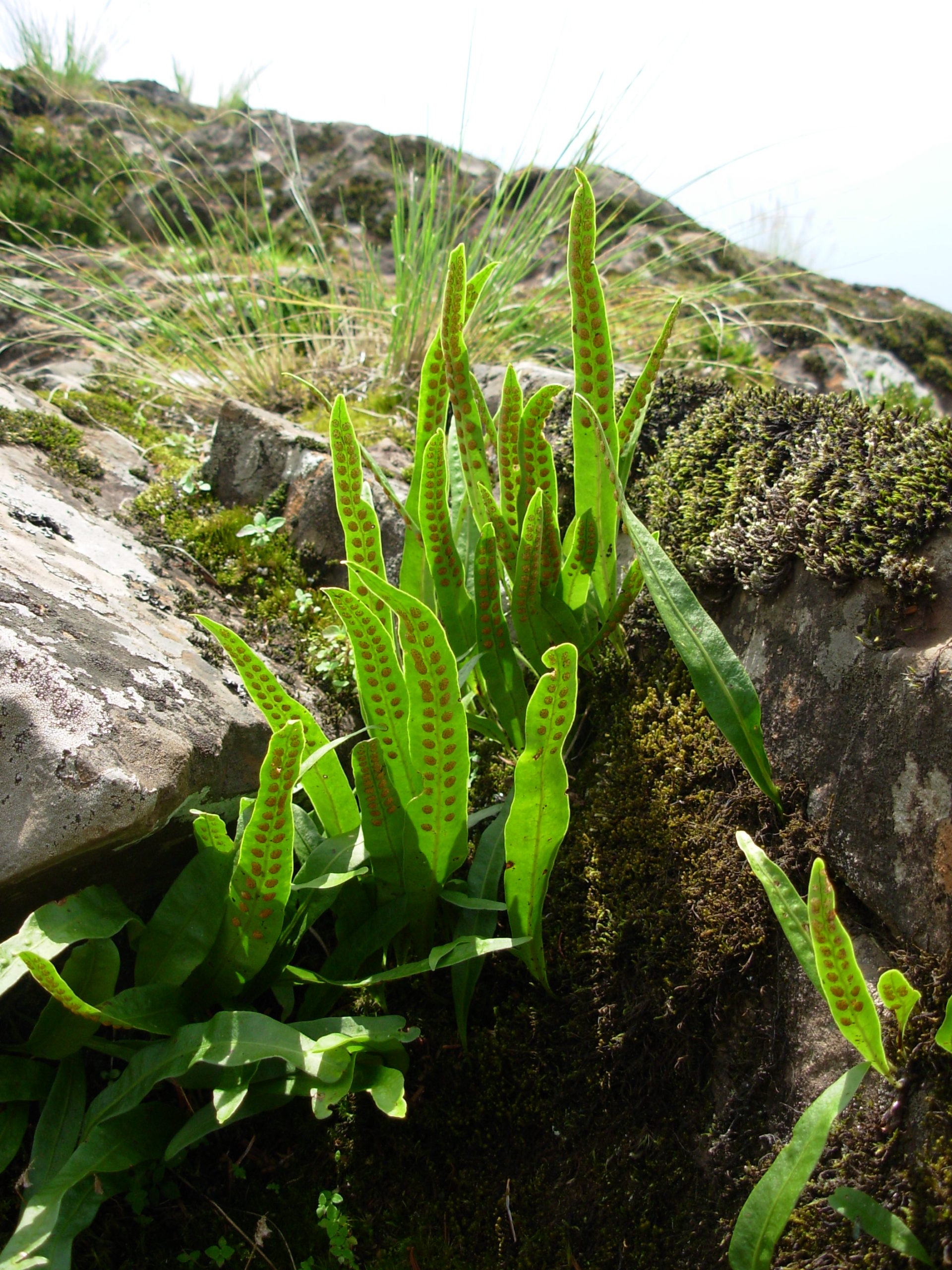 Lepisorus scolopendrium