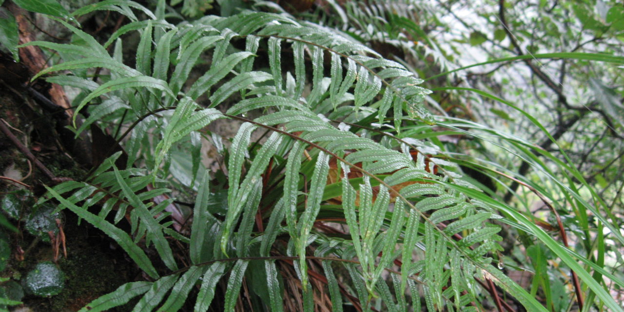 Polypodioides chinensis