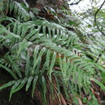 Polypodioides chinensis