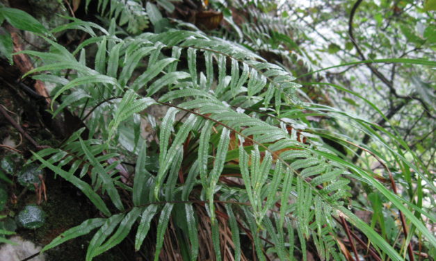 Polypodioides chinensis